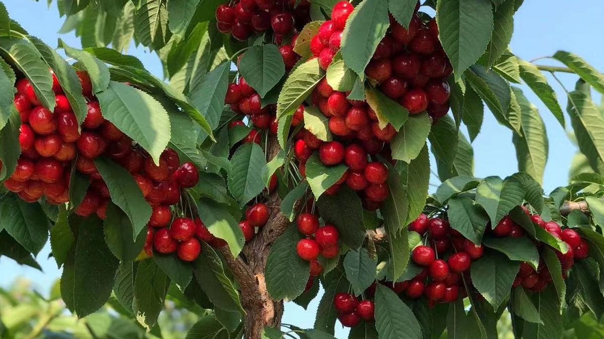 Ripe cherries hanging heavy on a Chilean cherry tree