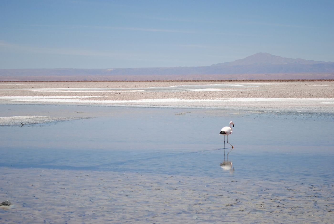 A lone flamingo wading in a shallow lagoon in the Salar de Atacama, Chile