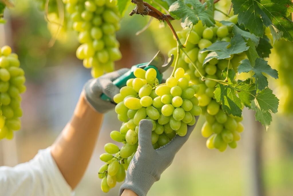 Hands harvesting green table grapes in Chile