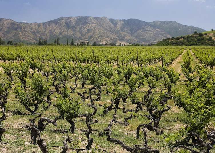 Vineyard rows in Chile's Colchagua Valley with the foothills behind